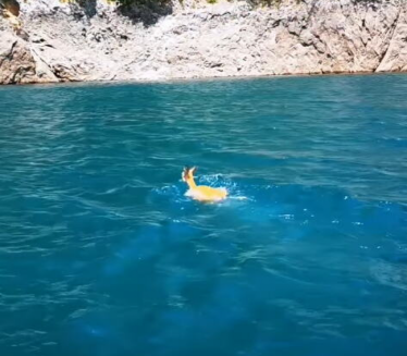 Koja je to životinja uspela da prepliva Pivsko jezero?(video)