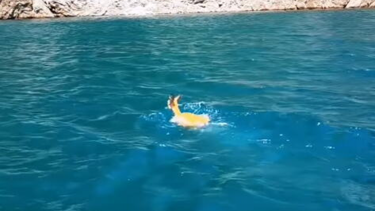 Koja je to životinja uspela da prepliva Pivsko jezero?(video)