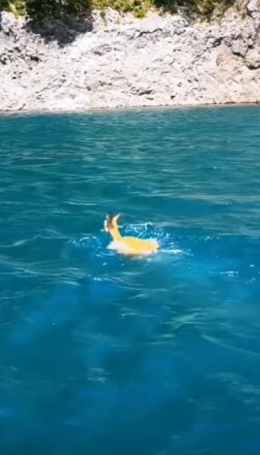 Koja je to životinja uspela da prepliva Pivsko jezero?(video)