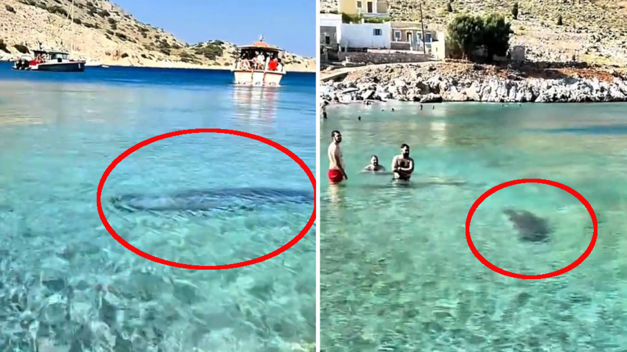 Panika na plaži u Grčkoj: Velika morska životinja u plićaku