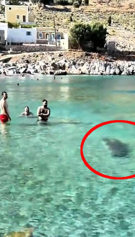 Panika na plaži u Grčkoj: Velika morska životinja u plićaku