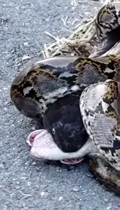 Jeziv snimak! Kobra i piton u borbi na život i smrt (VIDEO)
