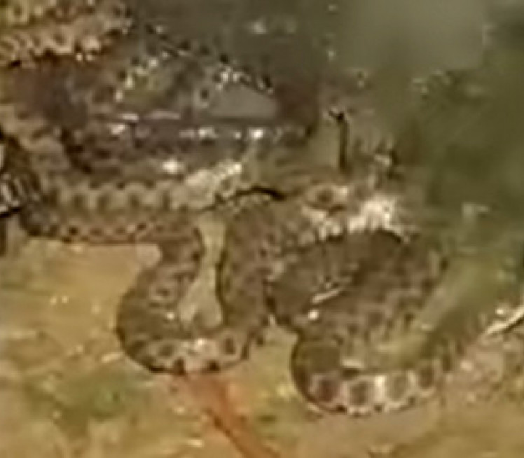 Jeziv prizor na obali Binačke Morave (Video)