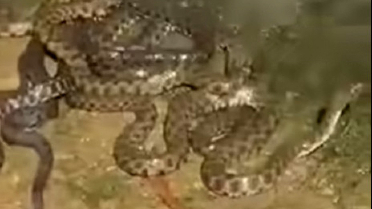 Jeziv prizor na obali Binačke Morave (Video)
