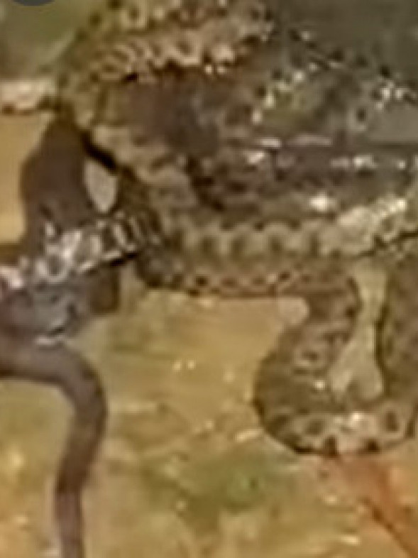 Jeziv prizor na obali Binačke Morave (Video)