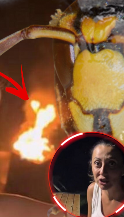 "Ne radite ovo": Tiktokerka zapalila gnezdo stršljena (video)