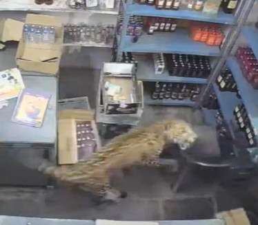 Leopard skočio na prodavca u podrumu pića - zaključao ga