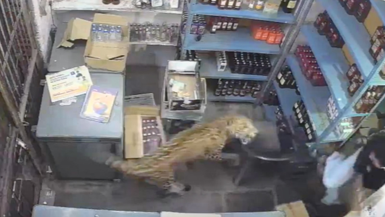 Leopard skočio na prodavca u podrumu pića - zaključao ga