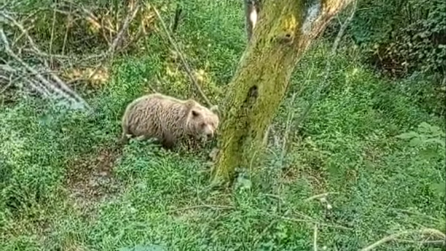 Pobegao od medveda na Tari na drvo, a onda ga je ugledao