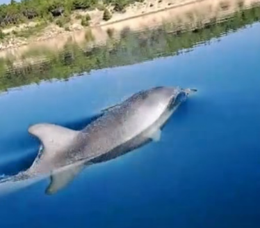 Delfin tokom igre povukao kupača pod vodu u Hrvatskoj(video)