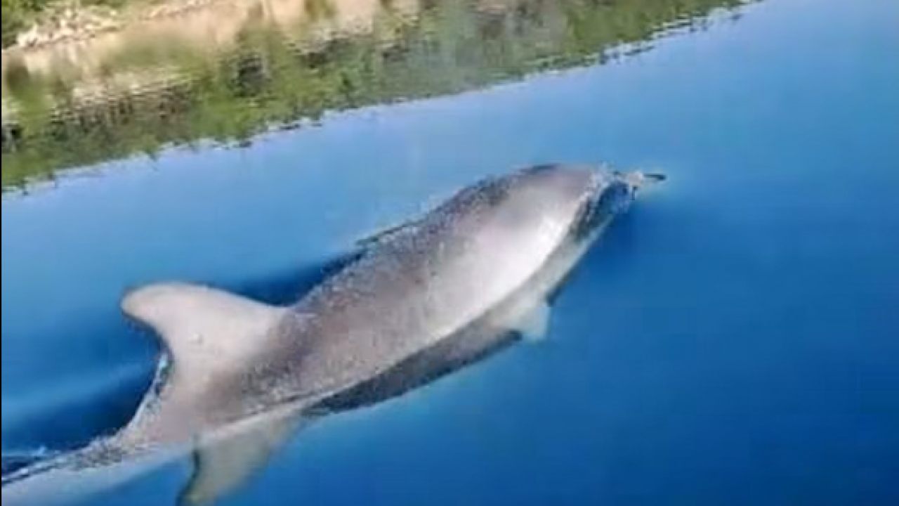 Delfin tokom igre povukao kupača pod vodu u Hrvatskoj(video)