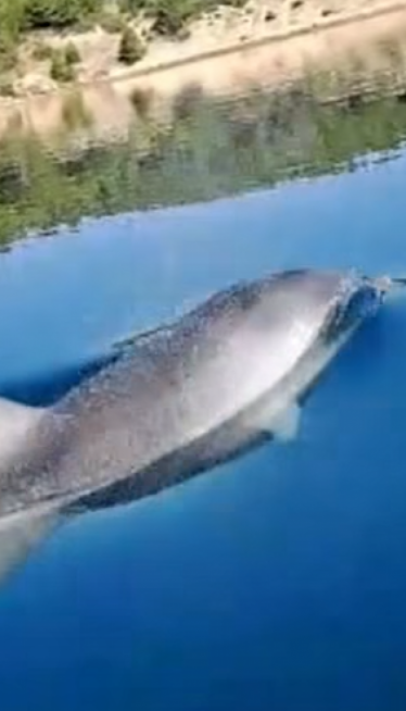 Delfin tokom igre povukao kupača pod vodu u Hrvatskoj(video)