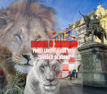 Užas u ZOO vrtu: Hrvati parili lavove - završilo se kobno