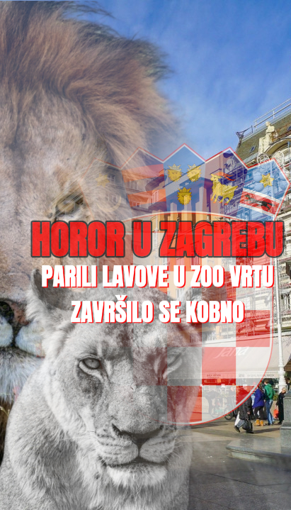 Užas u ZOO vrtu: Hrvati parili lavove - završilo se kobno