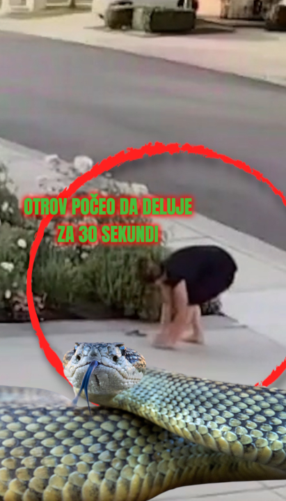 Iskočila iz ruža: Kamera snimila kad je otrovnica ujela