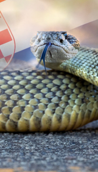 Užas u Hrvatskoj: U krevetu pronašle zmiju od dva metra