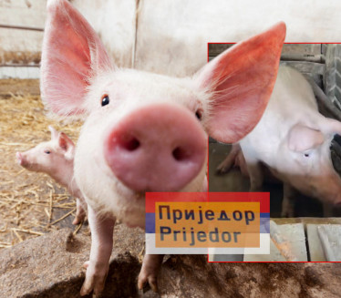 Ova svinja iz RS živi kao nijedna druga!Uživa u luksuzu VIDEO