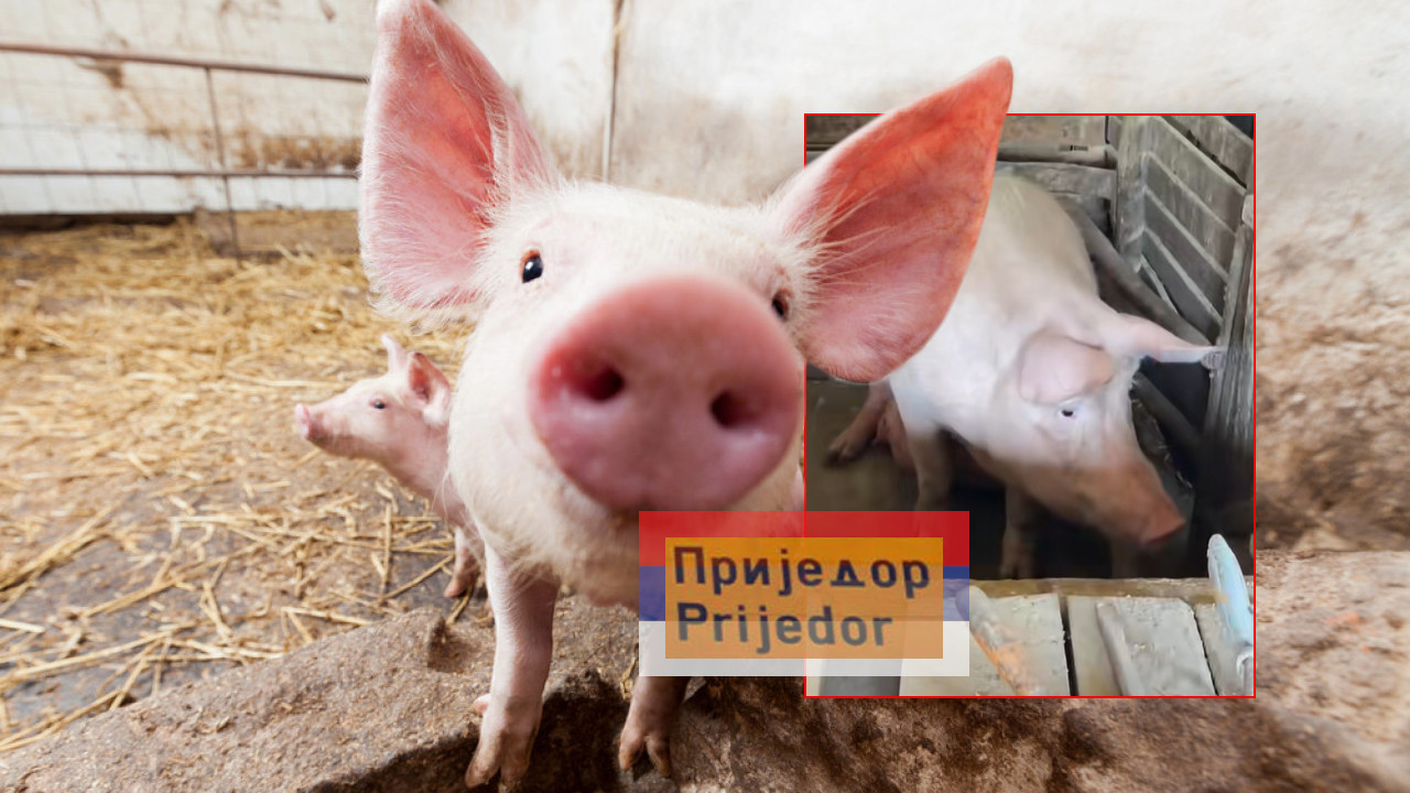 Ova svinja iz RS živi kao nijedna druga!Uživa u luksuzu VIDEO