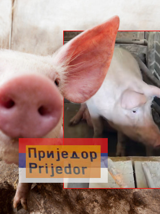 Ова свиња из РС живи као ниједна друга!Ужива у луксузу ВИДЕО