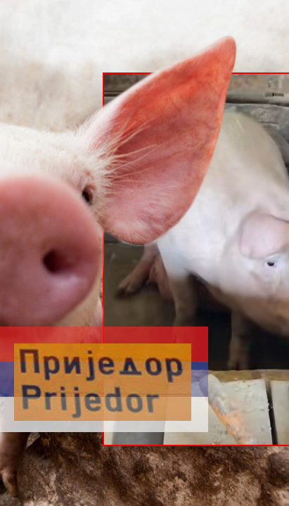 Ova svinja iz RS živi kao nijedna druga!Uživa u luksuzu VIDEO