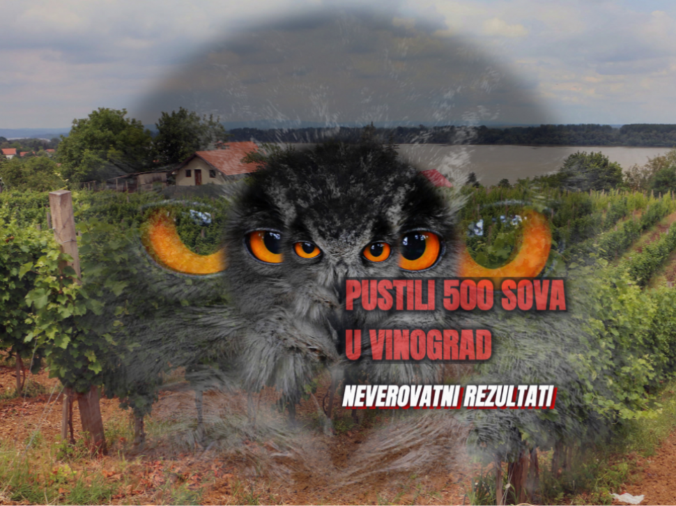 Pustili 500 sova u vinograd - šta se desilo: "Neverovatno!"