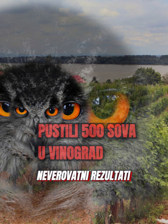 Pustili 500 sova u vinograd - šta se desilo: "Neverovatno!"