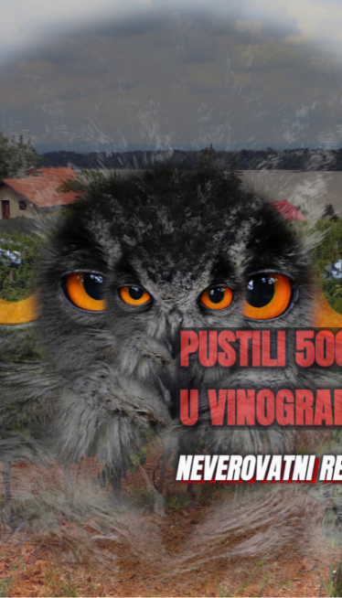Пустили 500 сова у виноград - шта се десило: "Невероватно!"