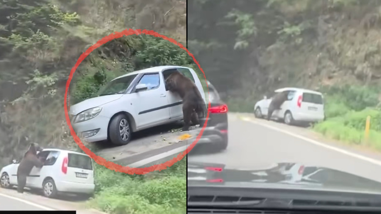Medved osetio hranu pa demolirao automobil turiste