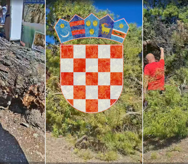 Ogroman bor pao na turiste u Hrvatskoj, povređena i deca