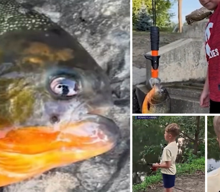 "Тата, шта је ово?" Дечак (8) извукао пирану из језера