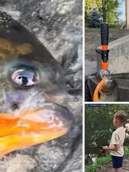 "Tata, šta je ovo?" Dečak (8) izvukao piranu iz jezera
