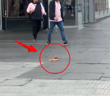 Змија у центру града: Залетала се на пролазнике (ВИДЕО)