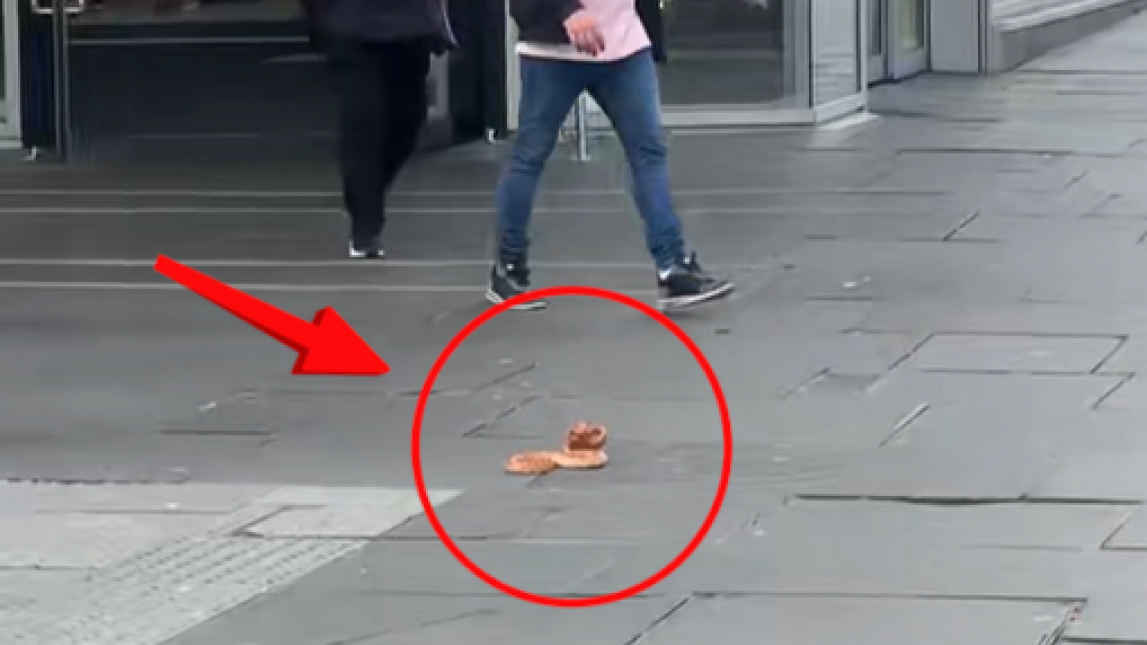 Zmija u centru grada: Zaletala se na prolaznike (VIDEO)