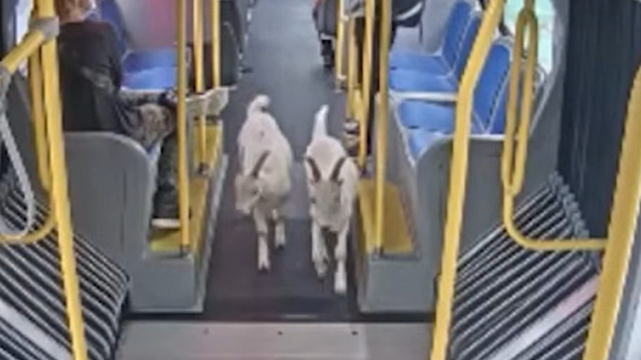 Koze u gradskom: Pobegle, a vlasnik ih video na TV-u (VIDEO)