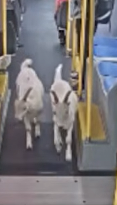 Koze u gradskom: Pobegle, a vlasnik ih video na TV-u (VIDEO)
