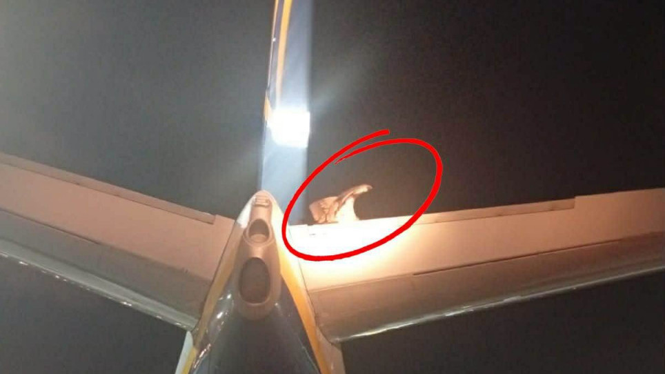 Zbog njega haos na aerodromu, stopirao poletanje aviona (FOTO)