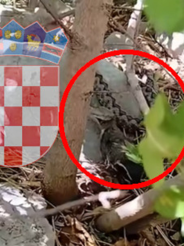 Snimio POSKOKA dok se hrani: Retko se događa pred kamerom