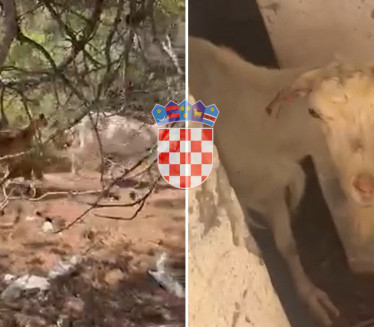 Misterija na Jadranu: Ostrvo puno kostiju i kozijih lobanja