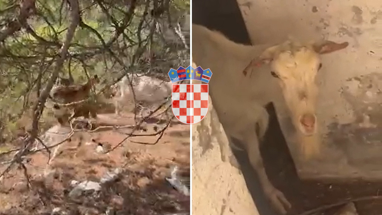 Misterija na Jadranu: Ostrvo puno kostiju i kozijih lobanja