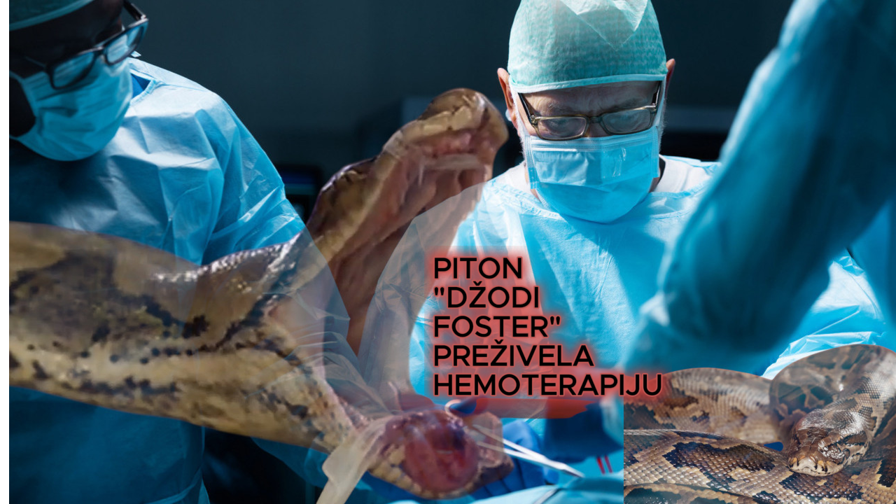 Zmija DŽodi Foster pobedila rak: Lečili je kao čoveka