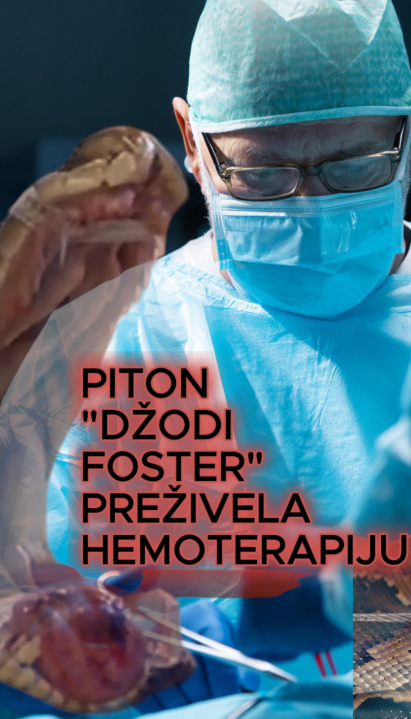 Zmija DŽodi Foster pobedila rak: Lečili je kao čoveka