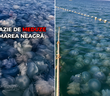 Језив призор на Црном мору: Хиљаде мртвих медуза