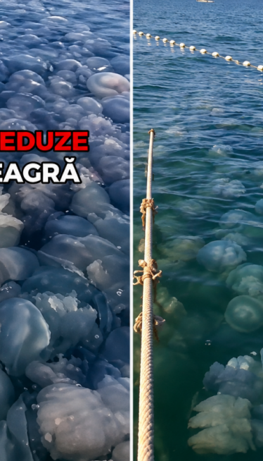 Jeziv prizor na Crnom moru: Hiljade mrtvih meduza