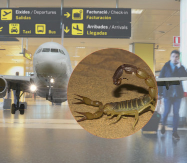 Jedna od najotrovnijih: Škorpija ubola ženu na aerodromu