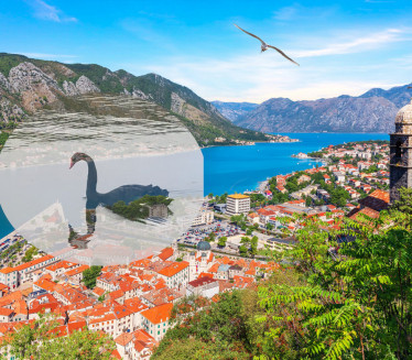 Redak prizor u Crnoj Gori: Snimili crnog labuda (VIDEO)