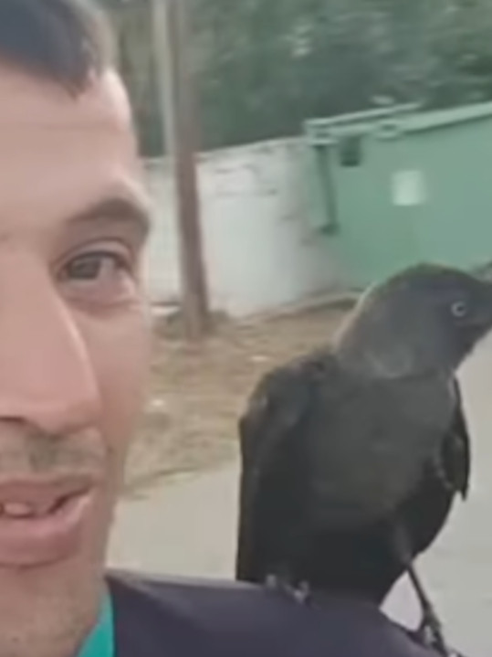 Vatrogasac spasao čavku, vratila mu na čudesan način (video)