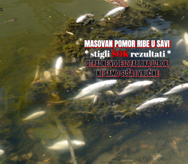 Šok: Otpadne vode uzrok pomora ribe u Savi, ne samo suša