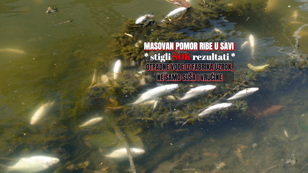 Šok: Otpadne vode uzrok pomora ribe u Savi, ne samo suša