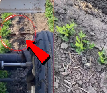Zapanjujuće! Ptica ZAUSTAVILA traktor kako bi spasila gnezdo