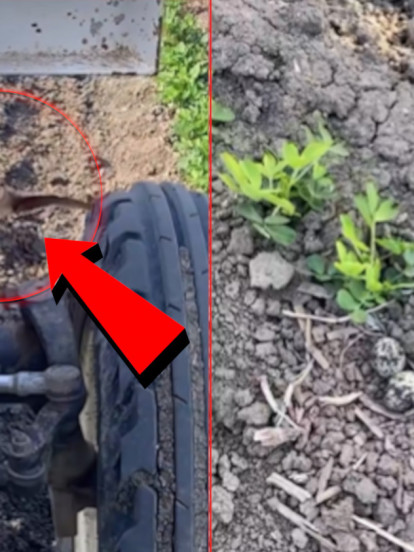 Zapanjujuće! Ptica ZAUSTAVILA traktor kako bi spasila gnezdo